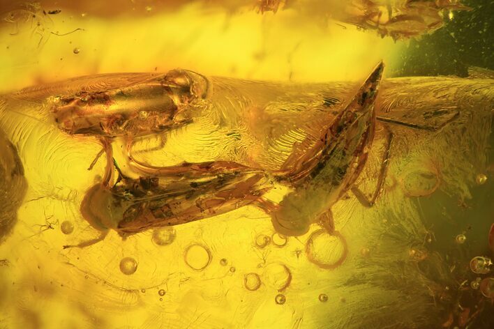 Three Detailed Fossil Cicadas (Hemiptera) In Baltic Amber #94010